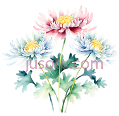 孤菊PNG