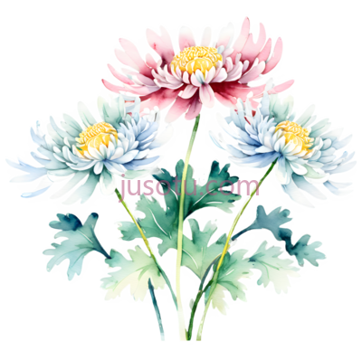 孤菊, PNG