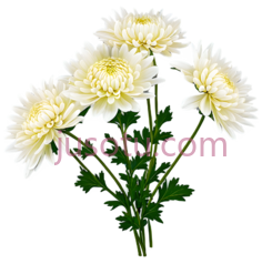 菊花,几朵菊花PNG