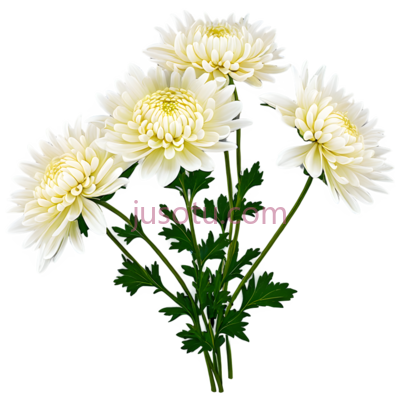 菊花,几朵菊花, PNG