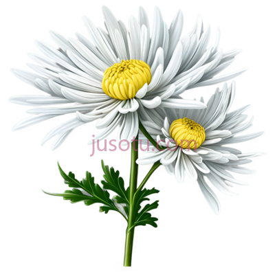 野菊花, PNG
