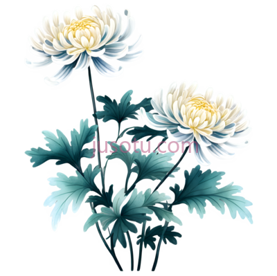 菊,花艺, PNG