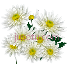 菊花,插画,白色,黄色PNG