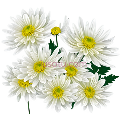 菊花,插画,白色,黄色, PNG