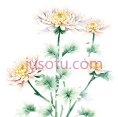 菊花,风景, PNG