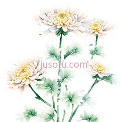 菊花,风景, PNG