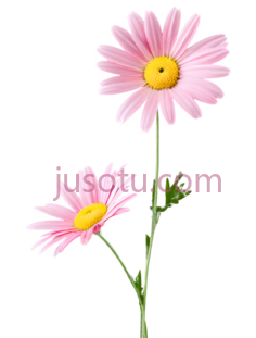 粉色,雏菊,花卉, PNG
