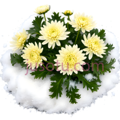 菊花,自然,黄色PNG