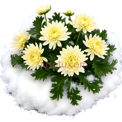 菊花,自然,黄色, PNG
