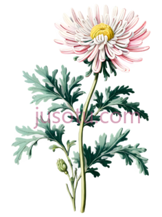菊花,植物插图,白色, 粉色, 黄色, 绿色PNG