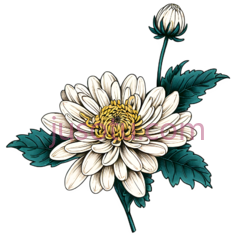 菊花,插画,白色, 黄色, 绿色PNG