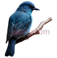 鸟,自然,蓝色PNG