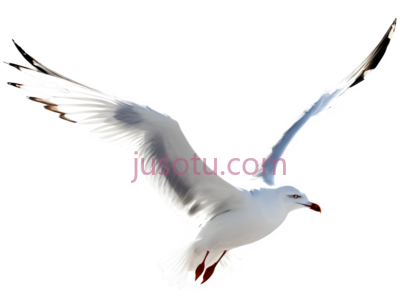 海鸥,飞翔,白色, PNG