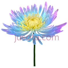 野菊,闪烁花瓣PNG