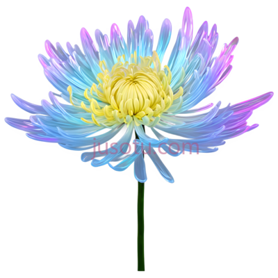 野菊,闪烁花瓣, PNG