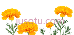 金盏花PNG