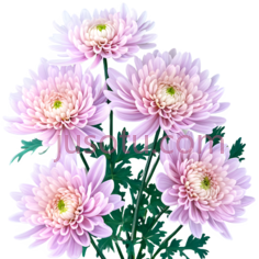 菊花,园林PNG