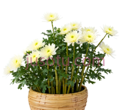 菊花,盆栽,白色PNG
