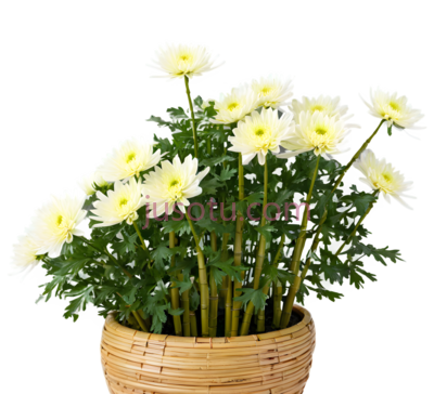 菊花,盆栽,白色, PNG