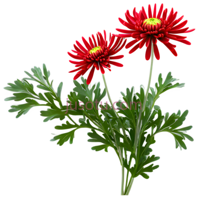 菊花,自然,红色, PNG