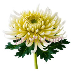菊花,花卉PNG