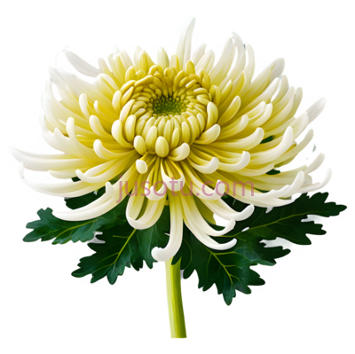 菊花,花卉, PNG