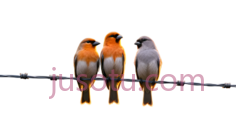 鸟,卡通,橙色,灰色PNG