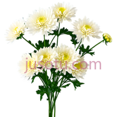 菊花, PNG