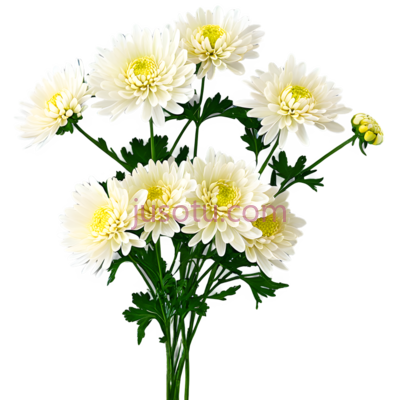 菊花, PNG