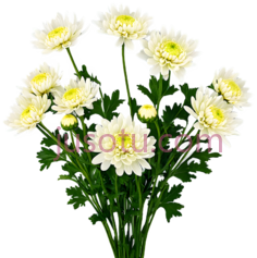 秋菊, PNG