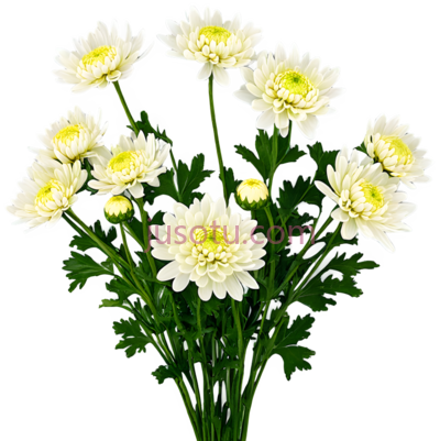 秋菊, PNG