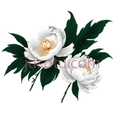 牡丹,插画,白色,黄色,绿色PNG