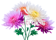 菊花,插画,粉色,黄色PNG