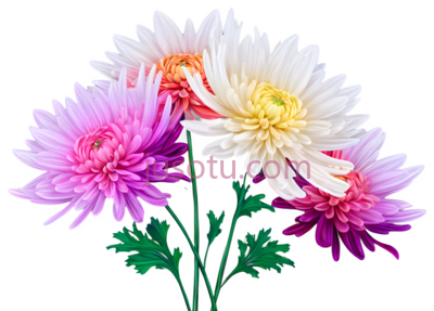 菊花,插画,粉色,黄色, PNG