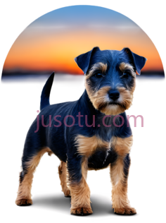 狗,站立,黑色,棕色PNG