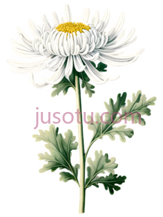 菊花,植物插图,白色, 绿色PNG