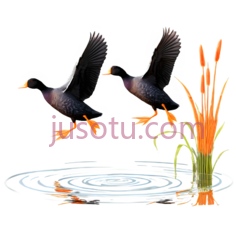 鸭子,卡通,黑色PNG