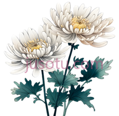 装饰性菊花PNG