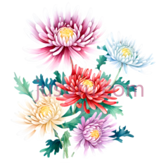 野菊花,花瓣PNG