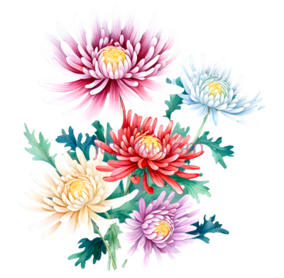 野菊花,花瓣, PNG
