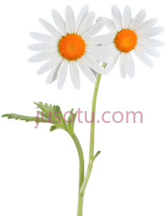 向日葵,橙色, PNG