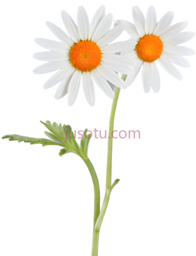 向日葵,橙色, PNG
