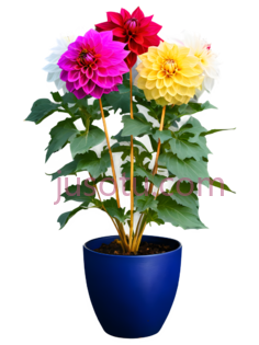 向日葵,金色花盆PNG