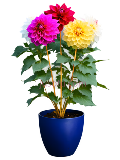 向日葵,金色花盆, PNG