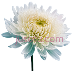 菊花,柔色PNG