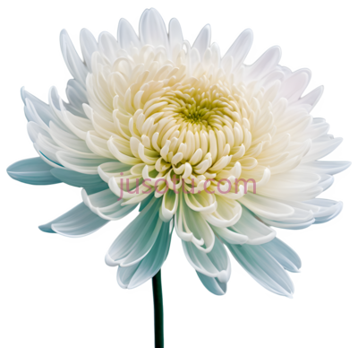 菊花,柔色, PNG