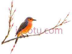 孤鸟,柳枝PNG