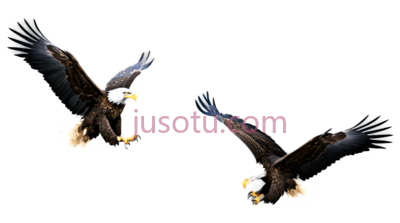 鹰,飞翔, PNG