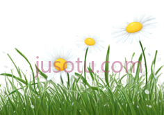 草地,雏菊PNG