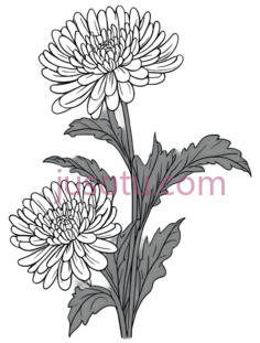 菊花,线条,黑白PNG
